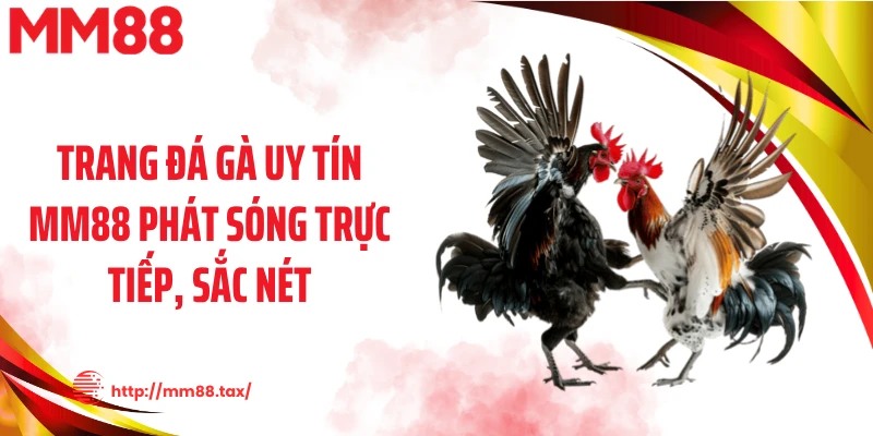 Trang đá gà uy tín MM88 phát sóng trực tiếp, sắc nét